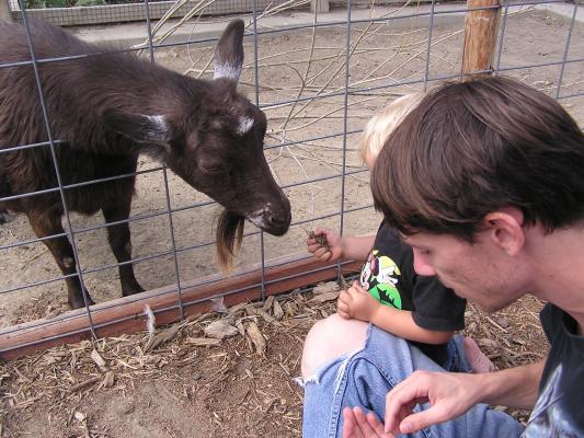 Noah finally gets around to feeding the goats.