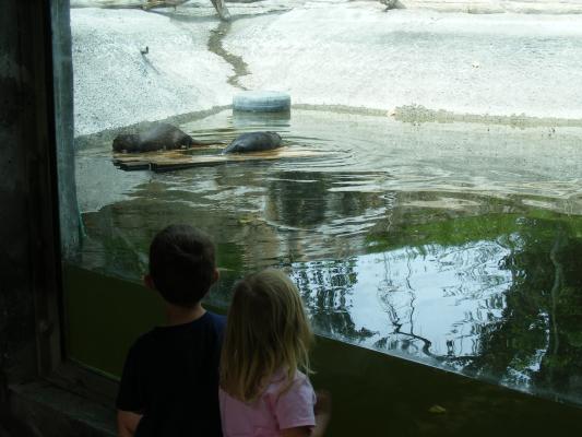 Noah and Sarah watch the otters.