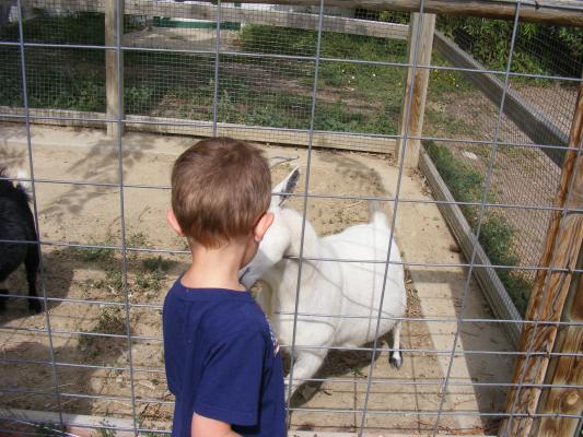 Noah feeding the goats.