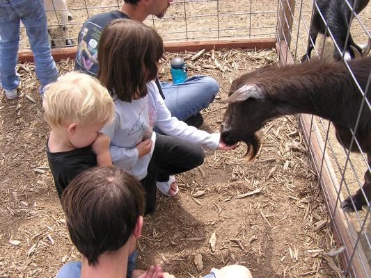 Andrea feeds the goats.