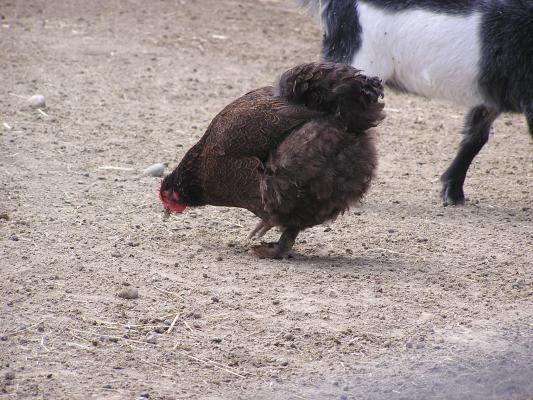 Another chicken at Zoo Montana.