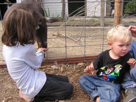 Andrea feeds a goat at Zoo Montana.