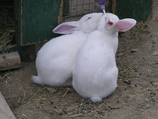 Some kissing bunnies.
