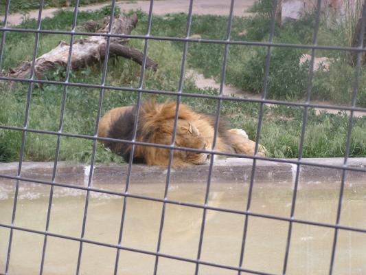 tired lion