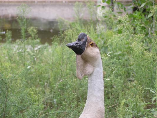 A funny looking goose at Zoo Montana.