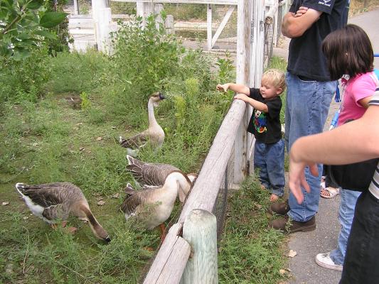Geese at Zoo Montana.