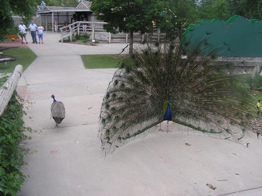 the peacock shows off