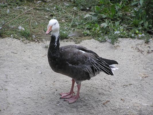 Another goose at Zoo Montana.