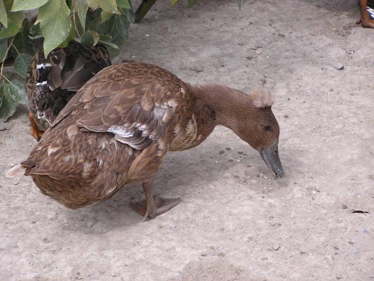 This is a duck with a funny hairdoo.