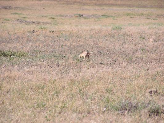 It's another prairie dog.