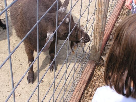 The goats at Zoo Montana were a lot of fun.