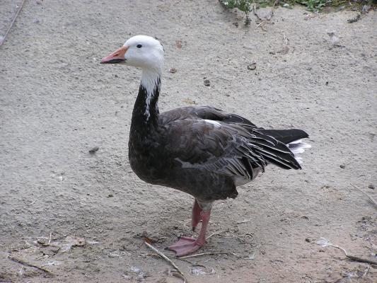 Another goose at Zoo Montana.