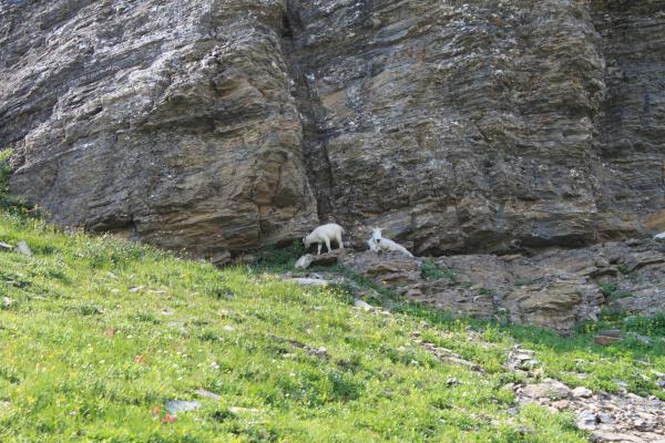 Glacier Park Mountain Goats