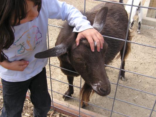 Andrea pets a goat.