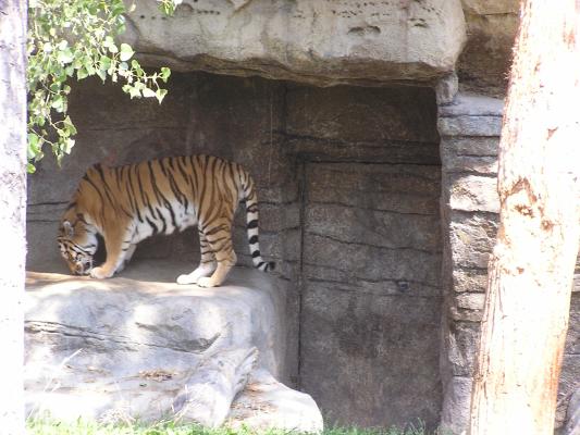 The tiger gets up to play on the rocks.