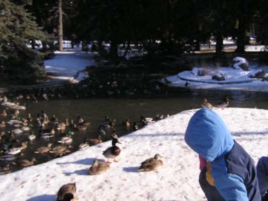 Noah feeds the MSU ducks.