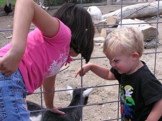 Noah thinks about touching the baby goat.