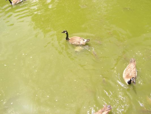 Canadian geese and carp