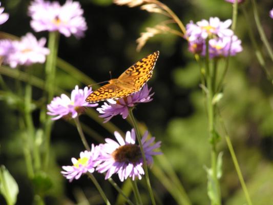Butterfly on purple wild flowers.