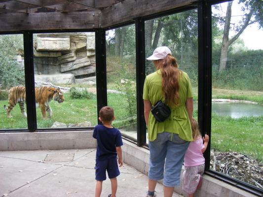 Noah, Katie, and Sarah watch the tiger.