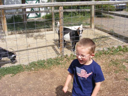 Noah loves to feed the goats.