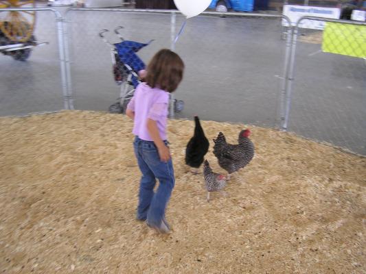 Andrea chases the chickens.