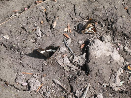 Butterflies in the mud.
