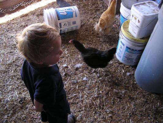 Noah chases a chicken.