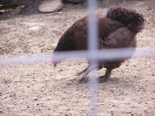 Another chicken at Zoo Montana.