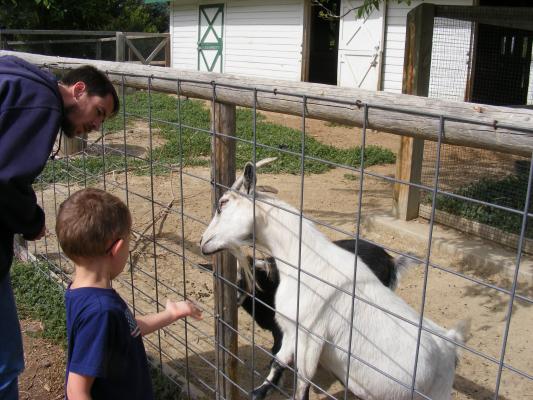 Noah feeds the goats.