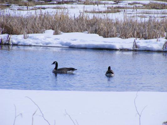 geese at lakes outside Bozeman