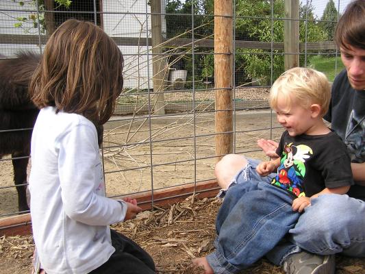 Noah really liked to feed the goats once he got started.
