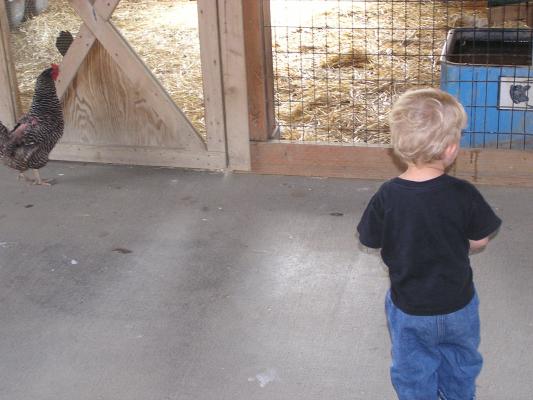 Noah watches the chickens.