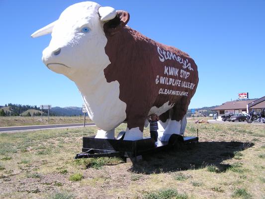 Noah likes the very big cow.