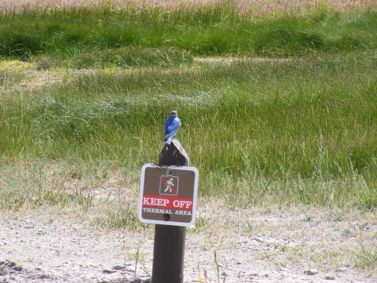 Keep Off Thermal Area with a blue bird on it. 
Bird Can't Read.