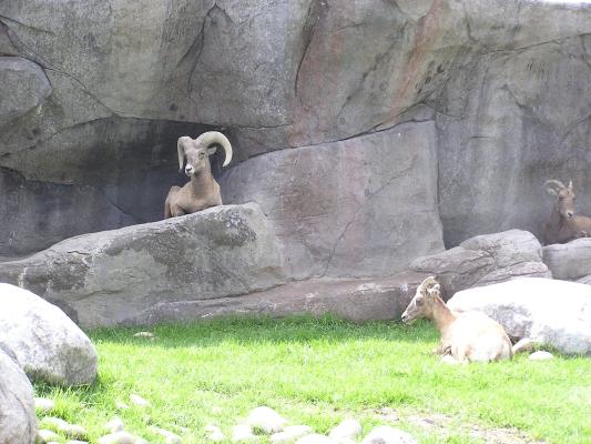 Mountain sheep at Zoo Montana.