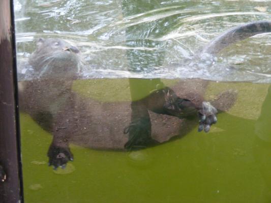 An otter swims by.