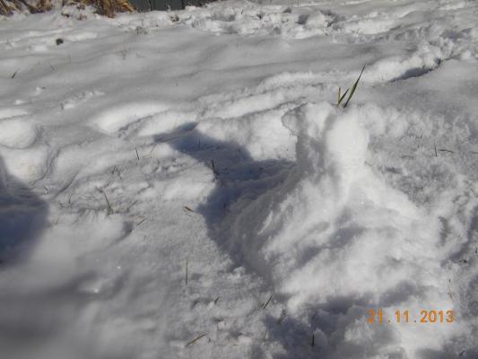 Our snow osbert. It wasn't very good snow for snow men.