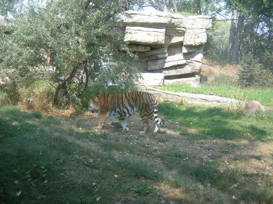 The tiger heads for another part of his home.