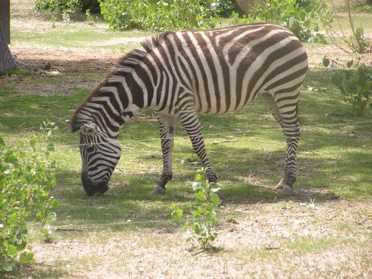 zebra at Riverside zoo
