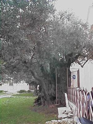 Oldest olive tree in the world