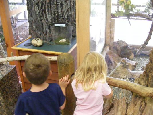 Noah and Sarah look at some animals in indoor cages.