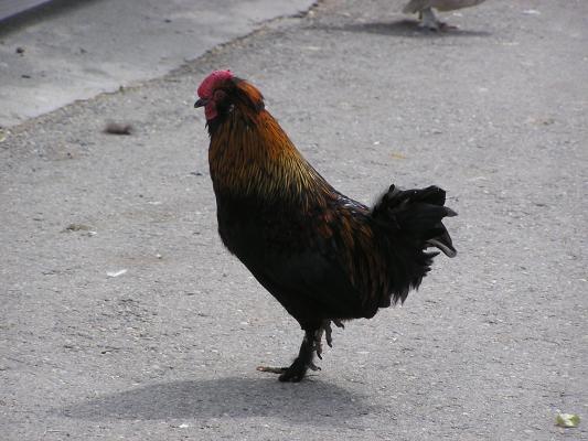 A chicken at Zoo Montana.