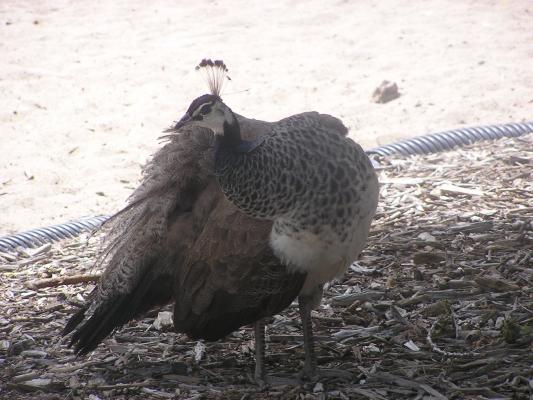 Peahen at Riverside Zoo