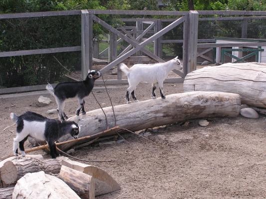 Baby goats climbing up on logs at Zoo Montana.