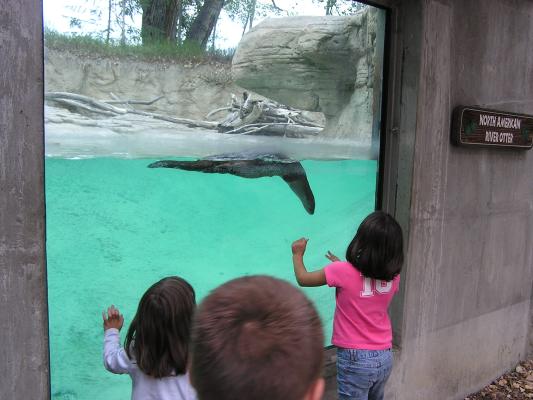 A North American River Otter plays with the kids.