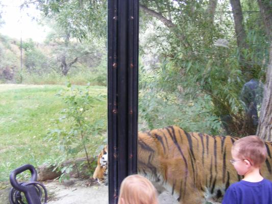 Sarah and Noah watch the tiger.