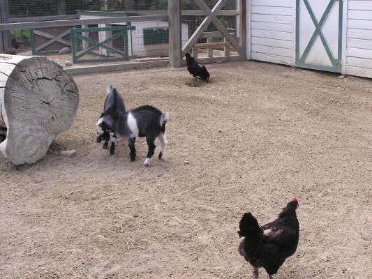 Baby goats fighting at Zoo Montana.