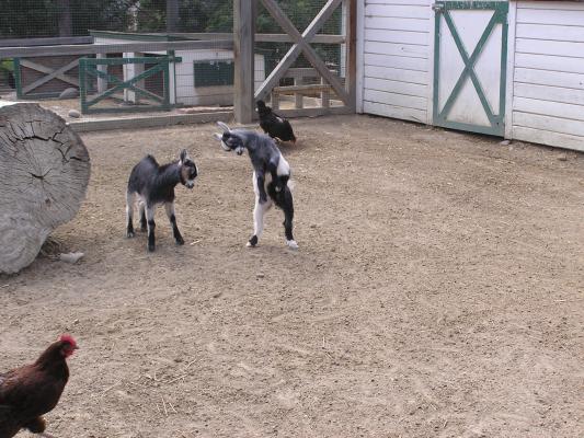 Baby goats doing their dance again.
