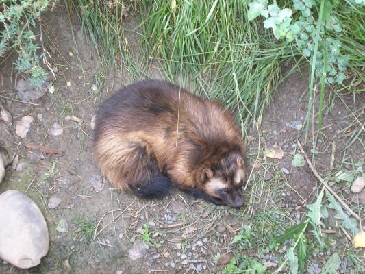 A wolverine at Zoo Montana.